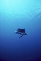 Pacific Sailfish (Istiophorus platypterus) underwater, fastest fish, 68 miles per hour, Sea of Cortez, Baja California, Mexico