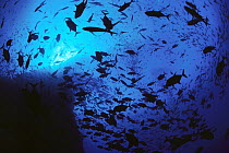 Cavalla (Caranx sp) school and other pelagic fish surround undersea pinnacles, pelagic fish are rarely seen near land, Revillagigedo, Mexico