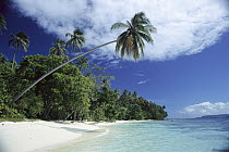 Idyllic beach, palm tree and tropical island, Solomon Islands