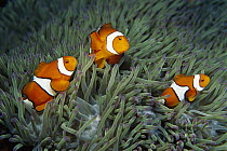 Blackfinned Clownfish (Amphiprion percula) safe among stinging tentacles of host Magnificent Anemone (Heteractis magnifica), Solomon Islands