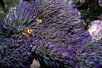 Blackfinned Clownfish (Amphiprion percula) pair, safe among stinging tentacles host Magnificent Anemone (Heteractis magnifica), Solomon Islands