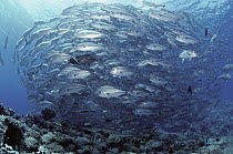 Bigeye Trevally (Caranx sexfasciatus) gather in massive groups on coral reefs by day, hunt at night, Solomon Islands