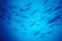 Atlantic Bluefin Tuna (Thunnus thynnus) school, Sardinia, Italy, Mediterranean Sea