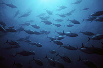 Atlantic Bluefin Tuna (Thunnus thynnus) school in Mediterranean Sea, Sardinia, Italy
