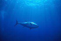 Atlantic Bluefin Tuna (Thunnus thynnus) underwater, Sardinia, Italy, Mediterranean Sea