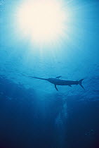 Swordfish (Xiphias gladius) swimming, sword used to kill prey such as squid, Mediterranean Sea, Sardinia, Italy