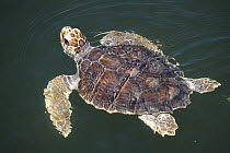 Loggerhead Sea Turtle (Caretta caretta), 2-3 year old juvenile swimming, Florida