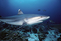 Silver-tip Shark (Carcharhinus albimarginatus) underwater portrait, Burma Banks, Thailand