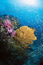 Baitfish and Sea Fans, rich life on coral reef, Similan Islands, Thailand