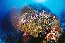 Baitfish and Sea Fans, rich life on coral reef, Similan Islands, Thailand