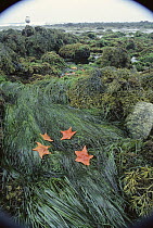 Bat Star (Asterina miniata) group among sea grass and intertidal algae, Monterey, California