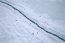 Weddell Seal (Leptonychotes weddellii) group gather around crack in sea ice, Antarctica