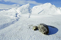 Weddell Seal (Leptonychotes weddellii) mother and newborn pup, Antarctica