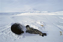 Weddell Seal (Leptonychotes weddellii) mother and pup, Antarctica