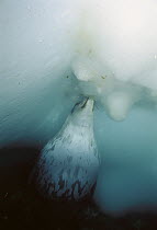 Weddell Seal (Leptonychotes weddellii) at breathing hole, they sometimes fight to protect breathing holes, peering down to scan for rivals, Antarctica