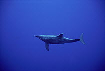 Rough-toothed Dolphin (Steno bredanensis) steals fish from fishermen's lines, Hawaii