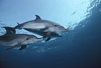 Atlantic Spotted Dolphin (Stenella frontalis) three underwater, Little Bahama Bank, Caribbean