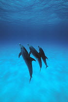 Atlantic Spotted Dolphin (Stenella frontalis) mother and two calves, Little Bahama Bank, Caribbean