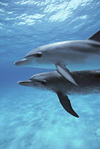 Atlantic Spotted Dolphin (Stenella frontalis) pair, Little Bahama Bank, Caribbean