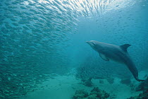 Bottlenose Dolphin (Tursiops truncatus) chases a school of bait, Roatan, Honduras