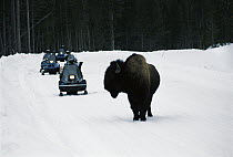 American Bison (Bison bison) uses roadway groomed for snowmobiles, Yellowstone National Park, Wyoming