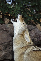 Coyote (Canis latrans) howling, California