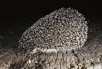 Brown-breasted Hedgehog (Erinaceus europaeus) occurs broadly in the Palaearctic region, will defend itself by rolling into a ball and exposing its spines