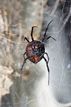 Black Widow (Latrodectus mactans) large female about to lay eggs, California