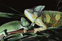 Old-world Chameleons, male and female preparing to mate, Africa
