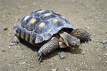 Desert Tortoise (Gopherus agassizii), Nevada