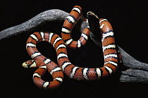 Arizona Mountain King Snake (Lampropeltis pyromelana) on branch, Arizona