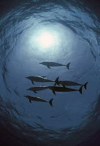 Atlantic Spotted Dolphin (Stenella frontalis) silhouetted group swimming overhead, Little Bahama Bank, Caribbean