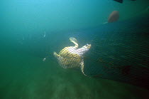 Green Sea Turtle (Chelonia mydas) caught in the net of a Shrimp trawl, trawling is unselective, catching fish, turtles and other species, Florida
