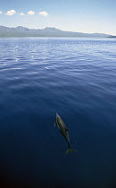 Common Dolphin (Delphinus delphis) schools work together to trap fish, Sea of Cortez, Mexico