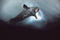 Weddell Seal (Leptonychotes weddellii) male showing aggression towards the diver who is near breathing hole, Antarctica
