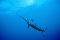 Swordfish (Xiphias gladius) worldwide, can tolerate temperatures of five degrees Celsius and dive to 650 meters, uses sword to kill prey such as squid, can grow to 14 feet and 1200 pounds, Sardinia, I...