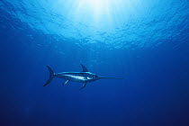 Swordfish (Xiphias gladius) worldwide, can tolerate temperatures of five degrees Celsius and dive to 650 meters, uses sword to kill prey such as squid, can grow to 14 feet and 1200 pounds, Sardinia, I...