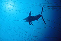 Swordfish (Xiphias gladius) caught in fishing net, population is threatened by overfishing, worldwide, Sardinia, Italy, Mediterranean sea