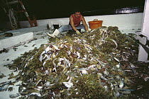 Shrimper culling his catch, up to 12 times bycatch for one pound of shrimp, populations and habitat threatened by too many trawlers, Texas, USA, Gulf of Mexico