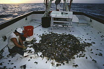 Shrimper culling his catch, up to 12 times bycatch for one pound of shrimp, populations and habitat threatened by too many trawlers, Texas, USA, Gulf of Mexico