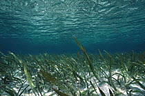 Seagrass beds serve as sediment traps and nurseries, Palau