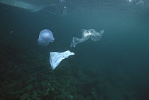 Plastic bags look like jellyfish and kill turtles and other marine life mistakenly eating them, Philippines