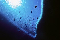 Emperor Penguin (Aptenodytes forsteri) group swimming, can dive to 600 meters and stay down for 20 minutes, Antarctica