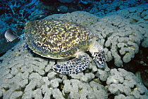 Hawksbill Sea Turtle (Eretmochelys imbricata) eating Organ Pipe Coral, Papua New Guinea