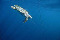 Loggerhead Sea Turtle (Caretta caretta) caught on long-line, will drown if not released in time, Baja California, Mexico