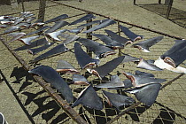 Shark fins drying in the sun, used in shark fin soup, sharks are threatened by over fishing to supply high demand for fins and flesh, Baja California, Mexico