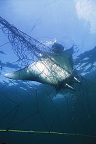 Mobula Ray (Mobula lucasana) caught in gill net, Baja California, Mexico
