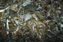 Shrimp trawl catch, shrimp trawling results in tremendous bycatch and waste, up to 12 times bycatch for one pound of shrimp, Gulf of Mexico, Texas