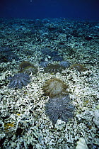 Crown-of-thorns Starfish (Acanthaster planci) population explosion, venomous starfish feed on and damage coral reefs, cause of explosion is a mystery, Palau