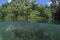 Mangrove (Rhizophora sp) and Seagrass act as sediment traps and nurseries, spread by floating seeds, Palau